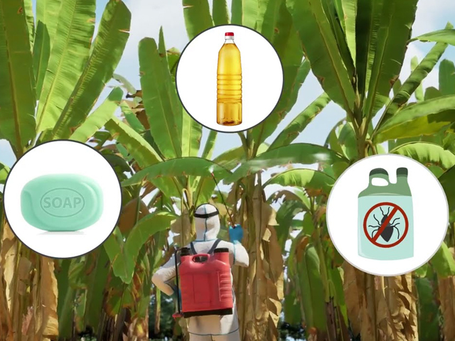 How to identify and control Banana Bunchy Top Virus (BBTV)