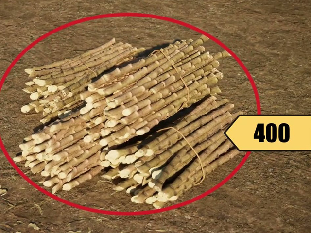 Cassava as a crop for food security