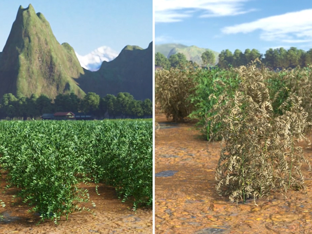 Disease Management in Lentils for Nepal