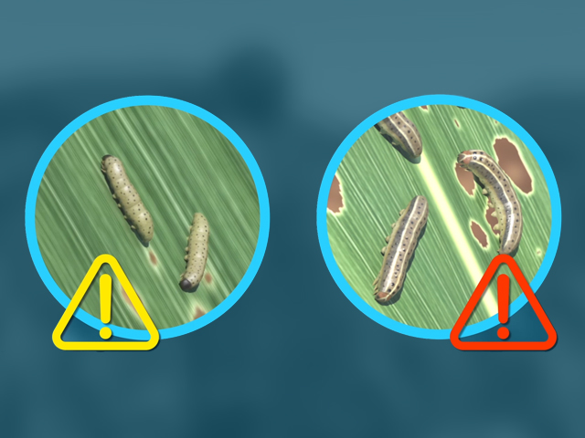How to Identify and Scout for Fall Armyworm