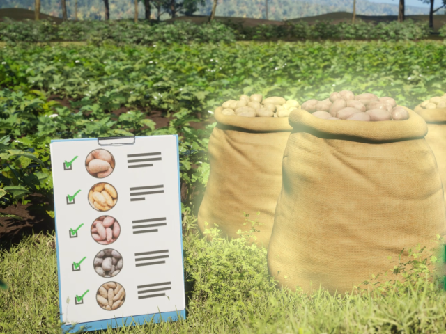 Late Blight Disease Resistant Potatoes