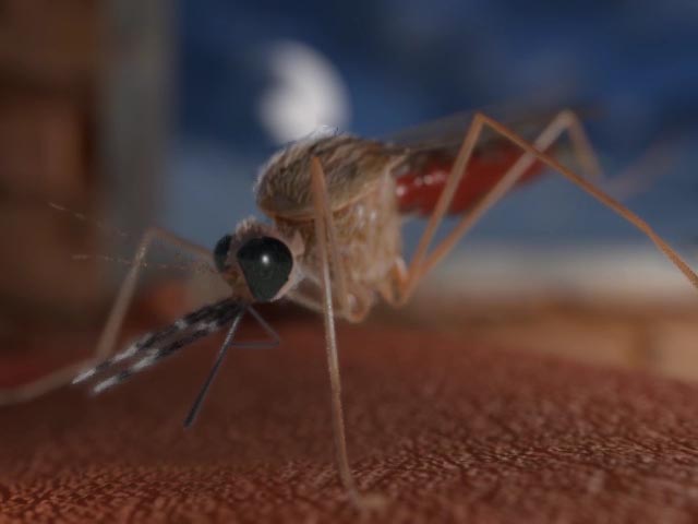 Malaria Prevention