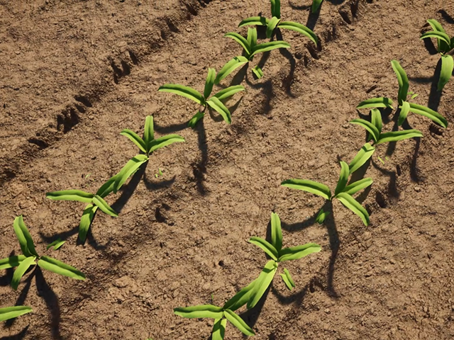 Implementing Mbili-Mbili Strip Intercropping    (CIMMYT)