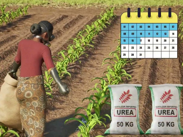 Implementing Mbili-Mbili Strip Intercropping