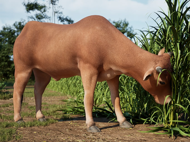 Planting Napier grass: climate smart forage