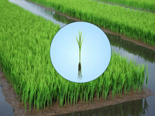 How to manage your rice field using GIFS technology