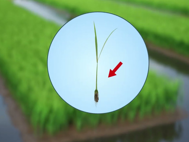How to manage your rice field using SRI technology
