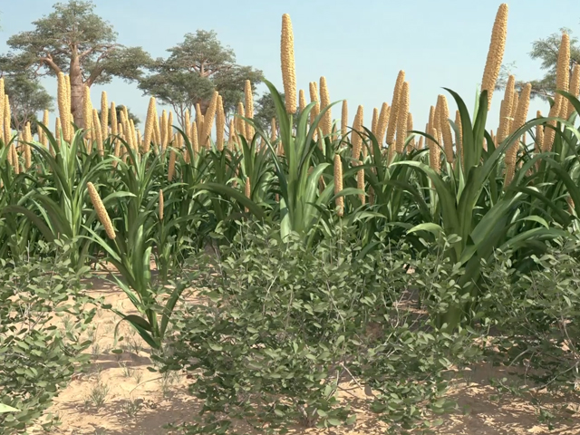 Using Native Shrubs to Increase Soil Health and Crop Yield IITA