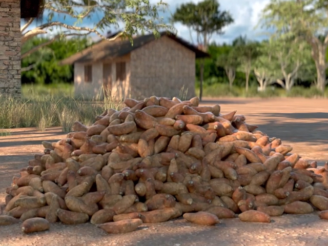 Double S: Harvesting and Storing Your Sweet Potato Crop IITA